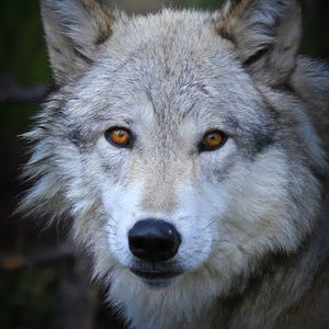 Meet your Posher, Paulie